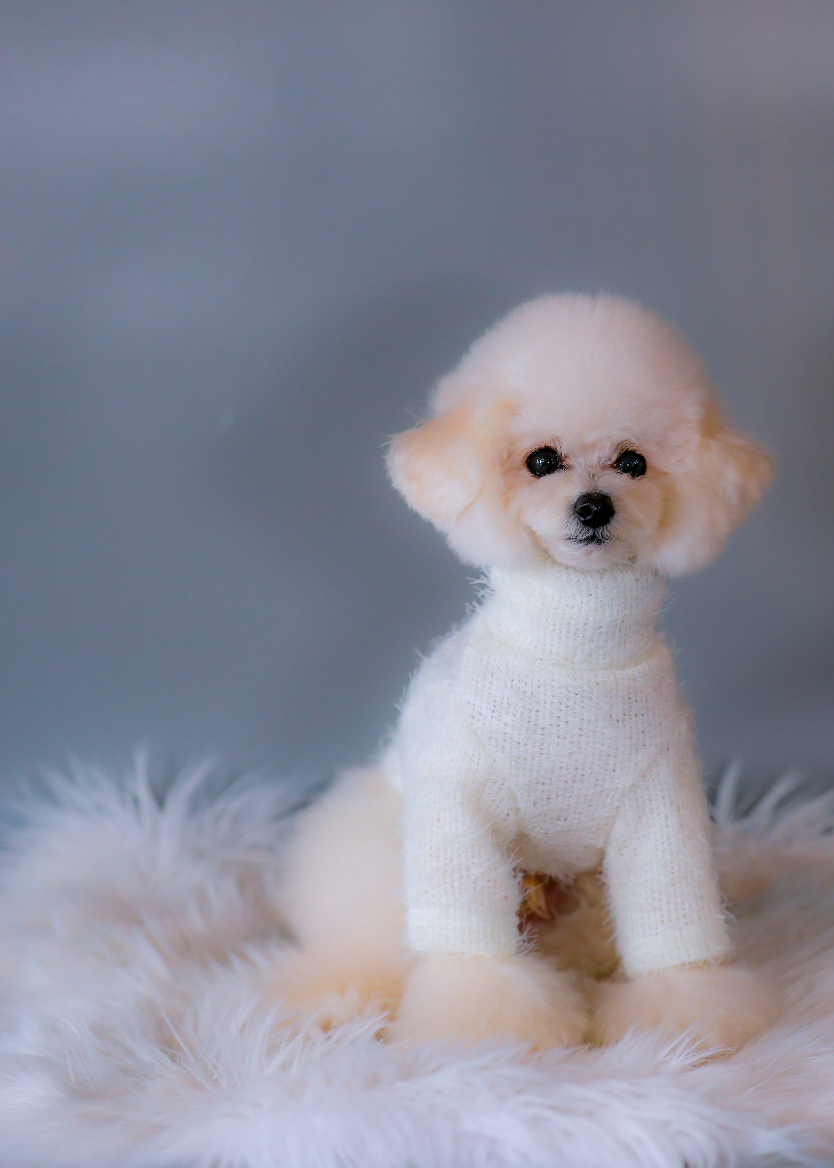 Shaggy High-Neck Knit