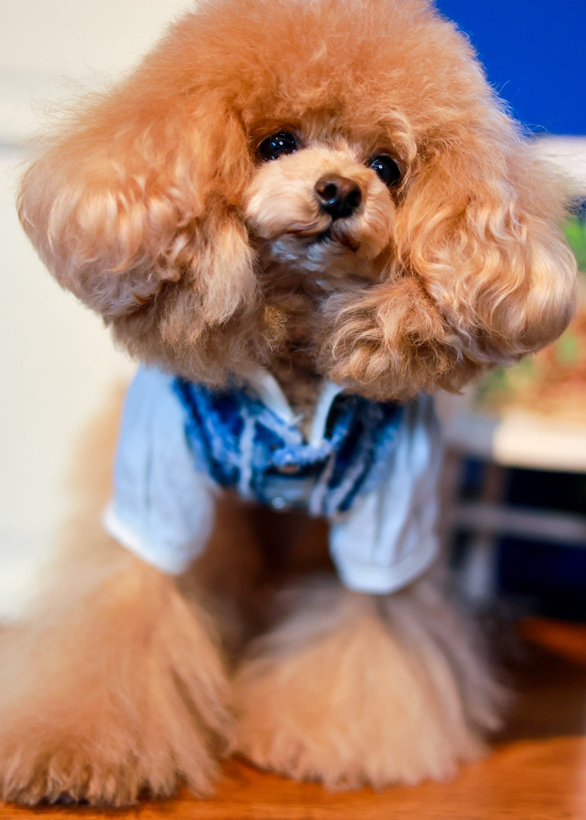DENIM HARNESS VEST